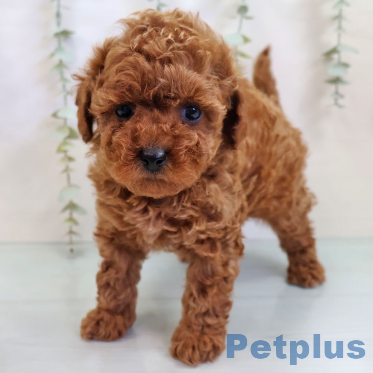 トイ・プードル