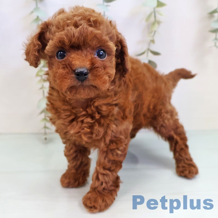 大阪府のトイプードル(トイ) (ペットプラス ららぽーと和泉店/2025年10月9日生まれ/男の子/レッドフォーン)の子犬の1枚目の画像