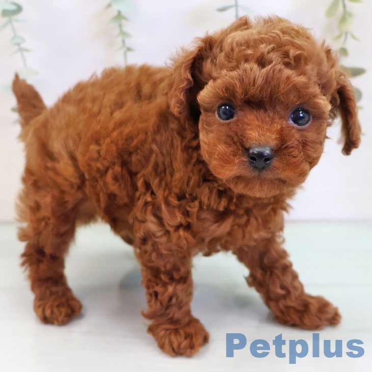 大阪府のトイプードル(トイ) (ペットプラス ららぽーと和泉店/2025年10月9日生まれ/男の子/レッドフォーン)の子犬の2枚目の画像