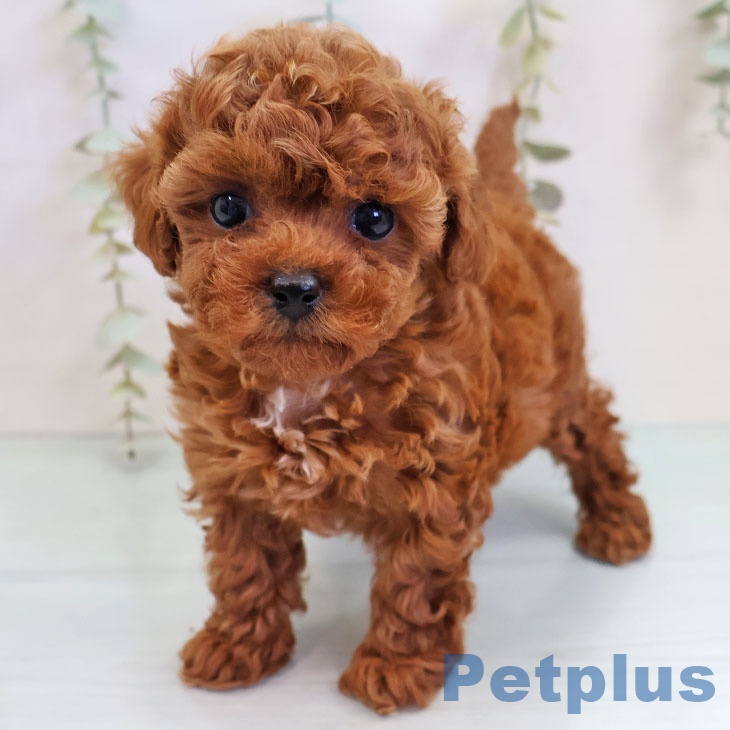 トイ・プードル