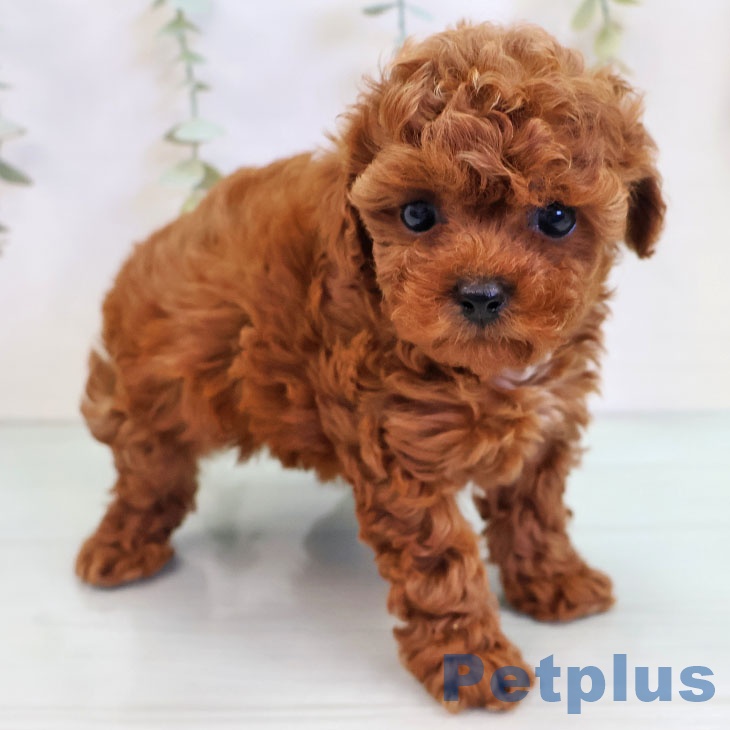 トイ・プードル