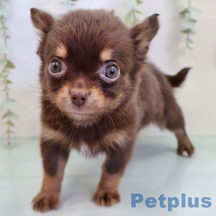 熊本県のチワワ(ロング) (ペットプラス 熊本店/2025年10月9日生まれ/女の子/チョコレートタン)の子犬の2枚目の画像