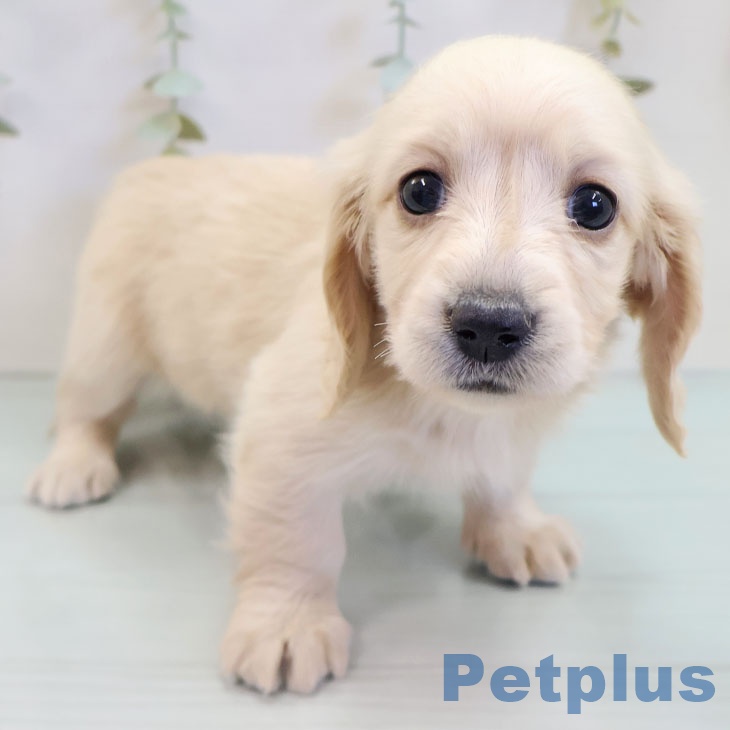 ミニチュア・ダックスフンド