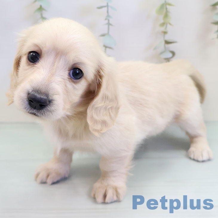 ミニチュア・ダックスフンド