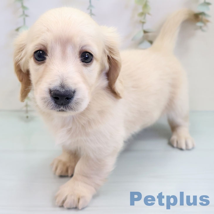 ミニチュア・ダックスフンド