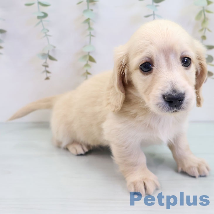 ミニチュア・ダックスフンド