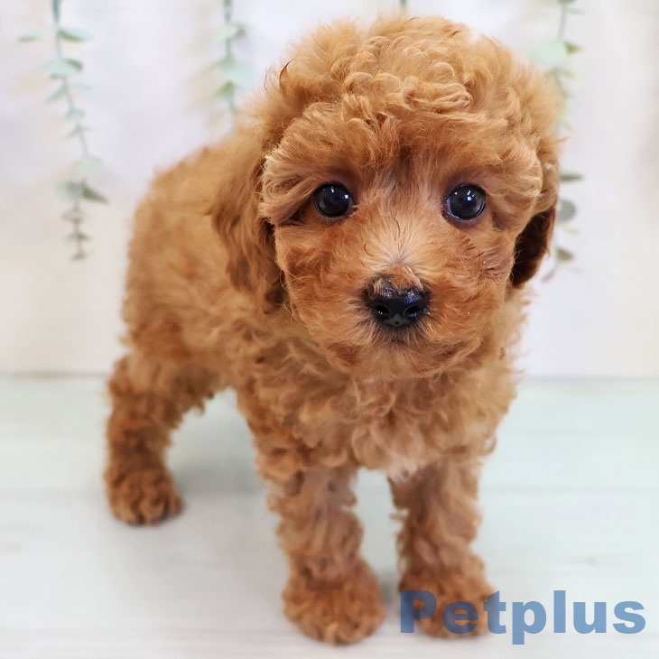 長崎県のトイプードル(トイ) (ペットプラス 長崎店/2025年10月9日生まれ/男の子/レッド)の子犬の1枚目の画像