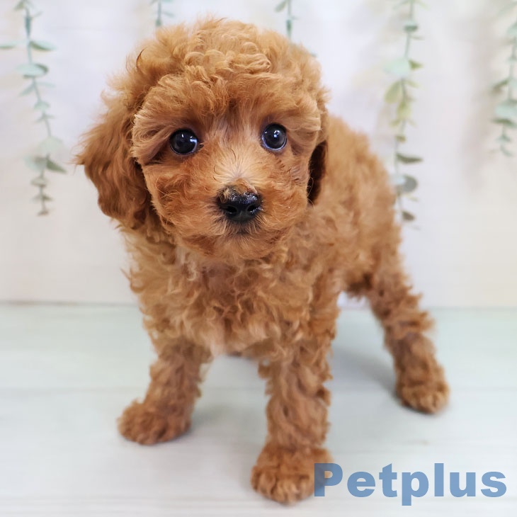 長崎県のトイプードル(トイ) (ペットプラス 長崎店/2025年10月9日生まれ/男の子/レッド)の子犬の2枚目の画像