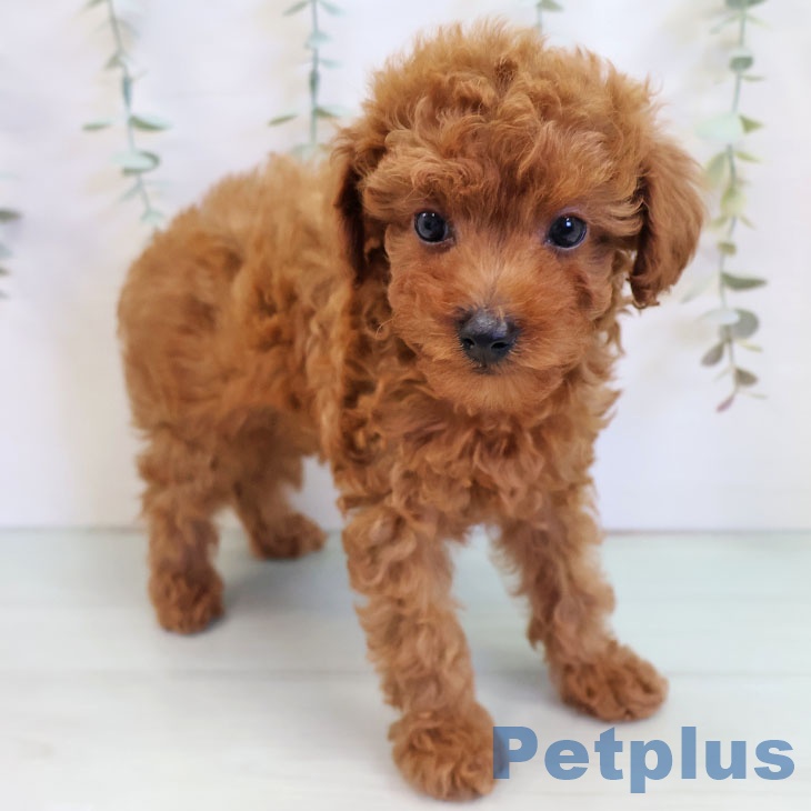 トイ・プードル