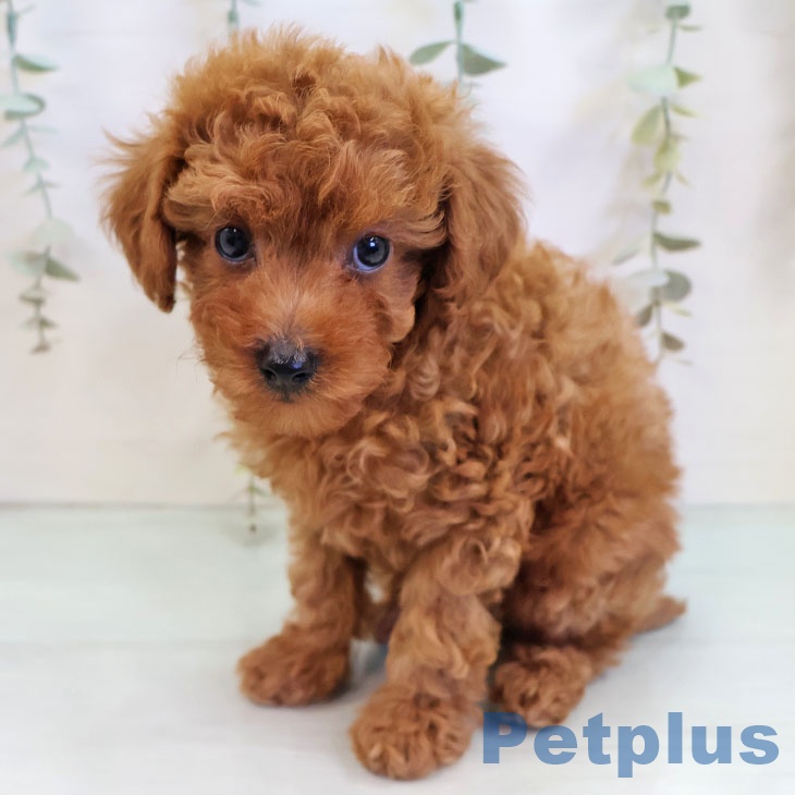 トイ・プードル