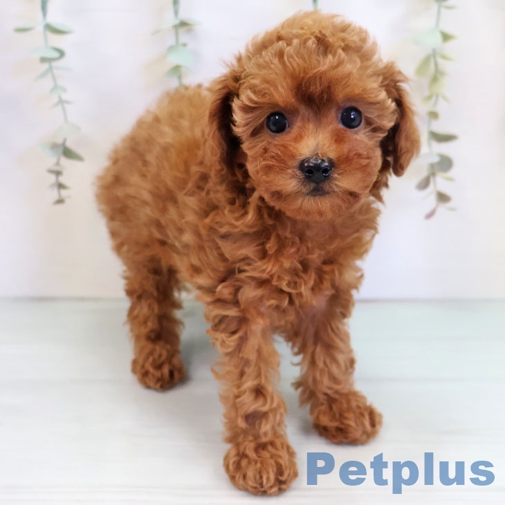 トイ・プードルの写真2