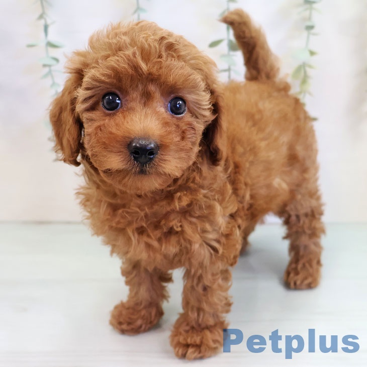 トイ・プードル