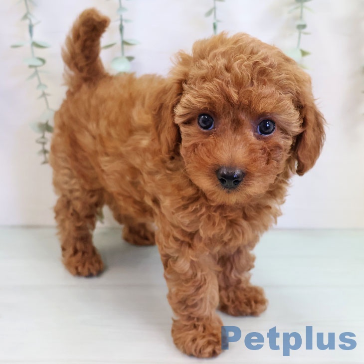 トイ・プードル