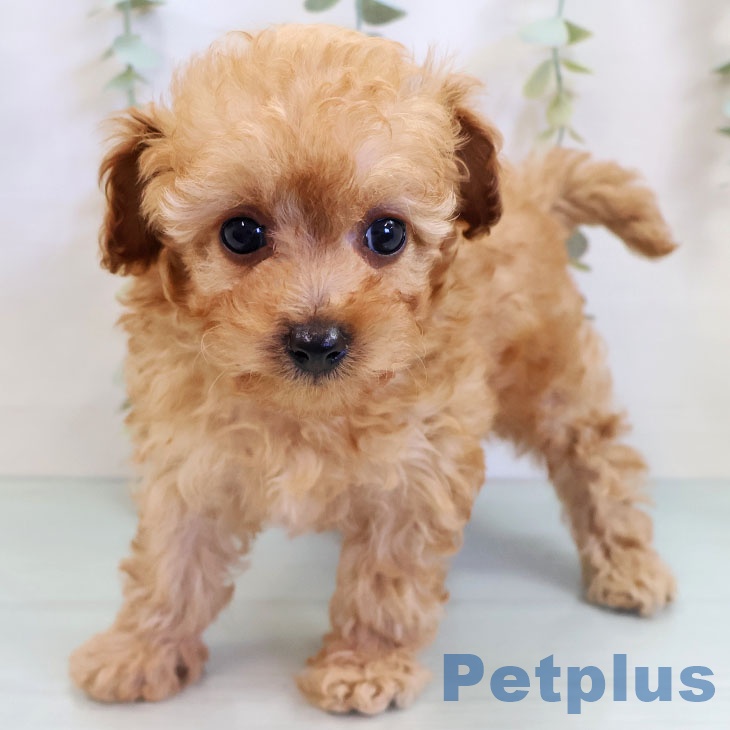 福岡県のトイプードル(トイ) (ペットプラス 八幡東店/2025年10月9日生まれ/女の子/アプリコット)の子犬の1枚目の画像
