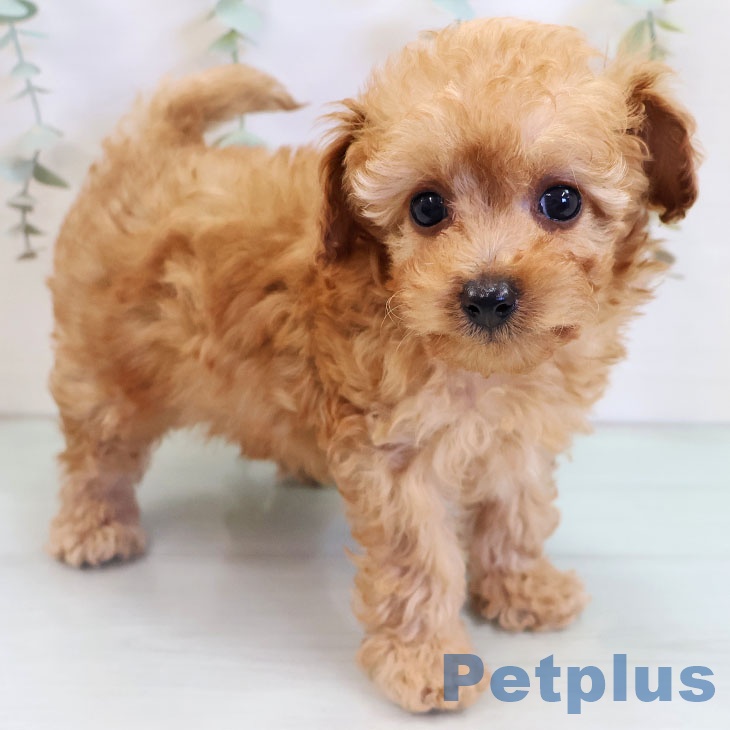 福岡県のトイプードル(トイ) (ペットプラス 八幡東店/2025年10月9日生まれ/女の子/アプリコット)の子犬の2枚目の画像