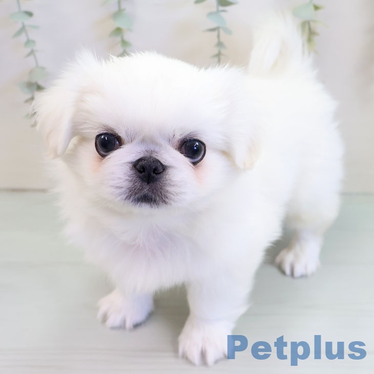 大阪府のペキニーズ (ペットプラス イオン大日店/2025年10月7日生まれ/男の子/ホワイト)の子犬の1枚目の画像