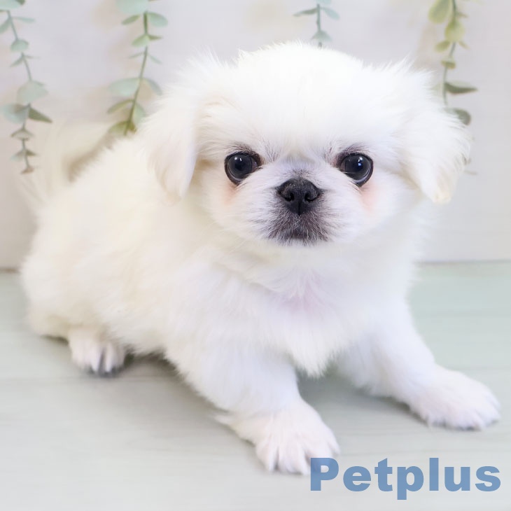 大阪府のペキニーズ (ペットプラス イオン大日店/2025年10月7日生まれ/男の子/ホワイト)の子犬の2枚目の画像