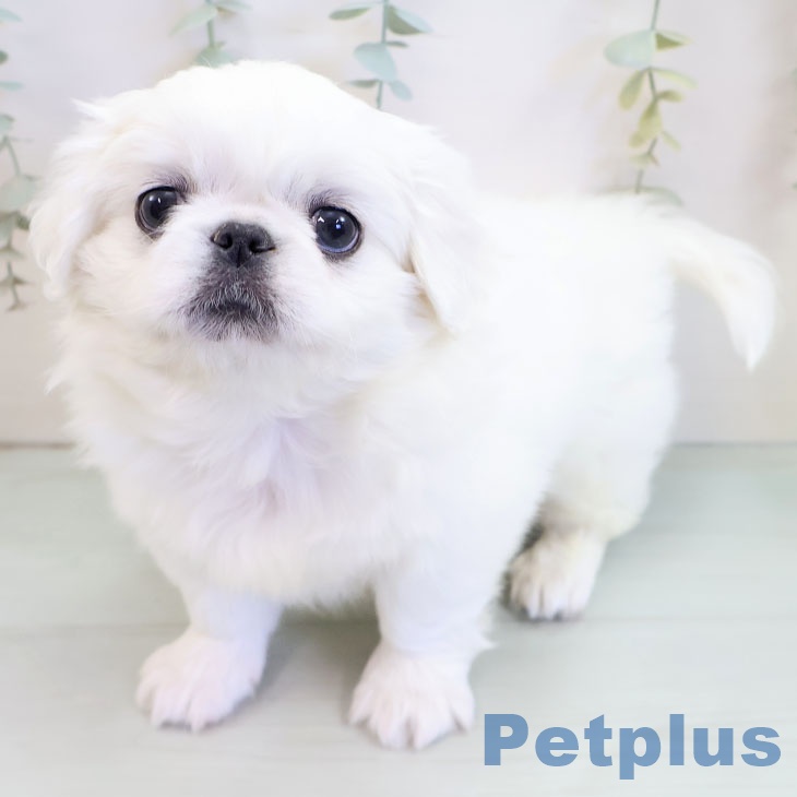 大阪府のペキニーズ (ペットプラス りんくう泉南店/2025年10月7日生まれ/男の子/ホワイト)の子犬の1枚目の画像