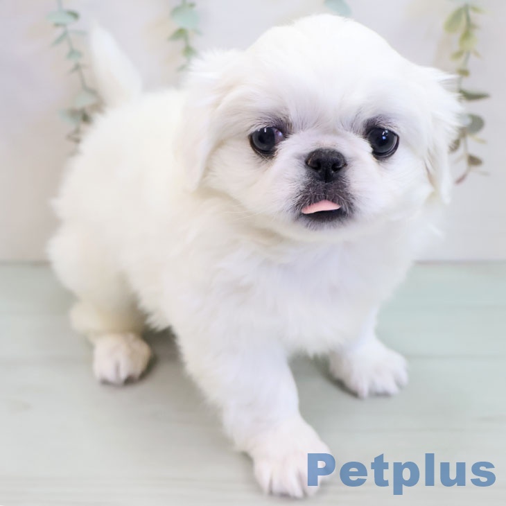 大阪府のペキニーズ (ペットプラス りんくう泉南店/2025年10月7日生まれ/男の子/ホワイト)の子犬の2枚目の画像