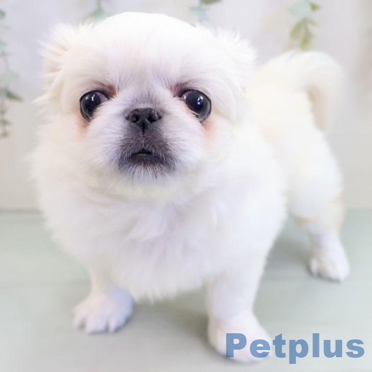 大阪府のペキニーズ (ペットプラス ららぽーと和泉店/2025年10月7日生まれ/女の子/ホワイト)の子犬の1枚目の画像