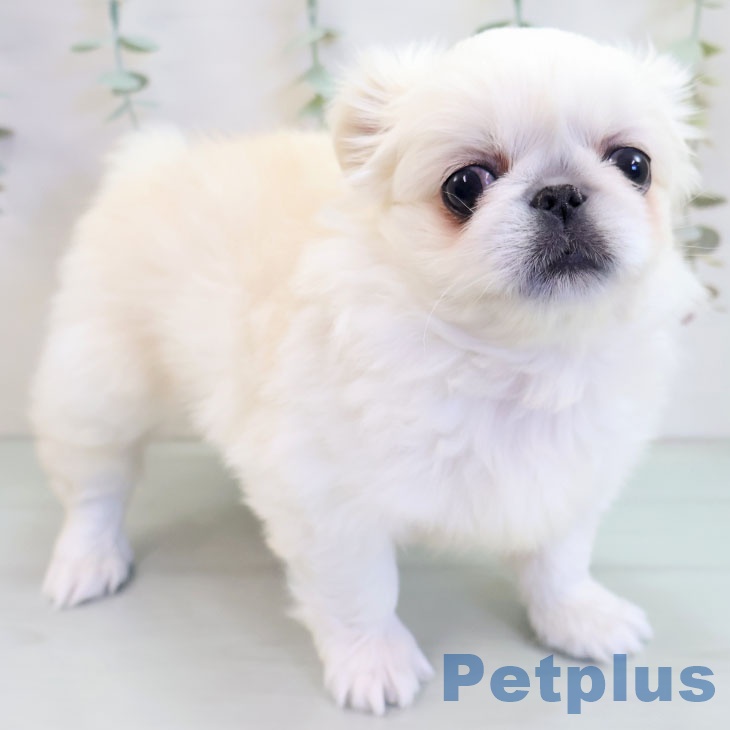 大阪府のペキニーズ (ペットプラス ららぽーと和泉店/2025年10月7日生まれ/女の子/ホワイト)の子犬の2枚目の画像