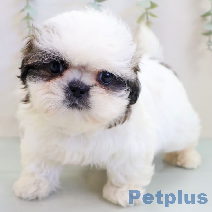 大阪府のシーズー (ペットプラス ららぽーと和泉店/2025年10月1日生まれ/男の子/ホワイトゴールド)の子犬の1枚目の画像