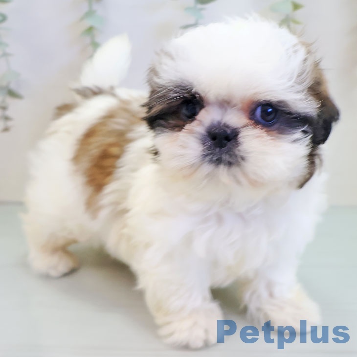 大阪府のシーズー (ペットプラス ららぽーと和泉店/2025年10月1日生まれ/男の子/ホワイトゴールド)の子犬の2枚目の画像