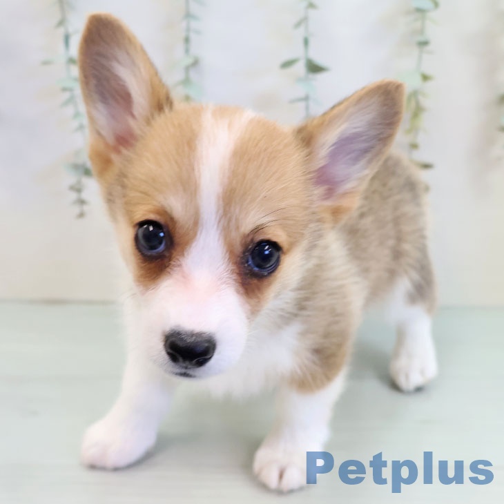 ウェルシュ・コーギー・ペンブローク