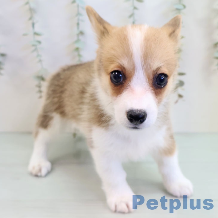 ウェルシュ・コーギー・ペンブローク