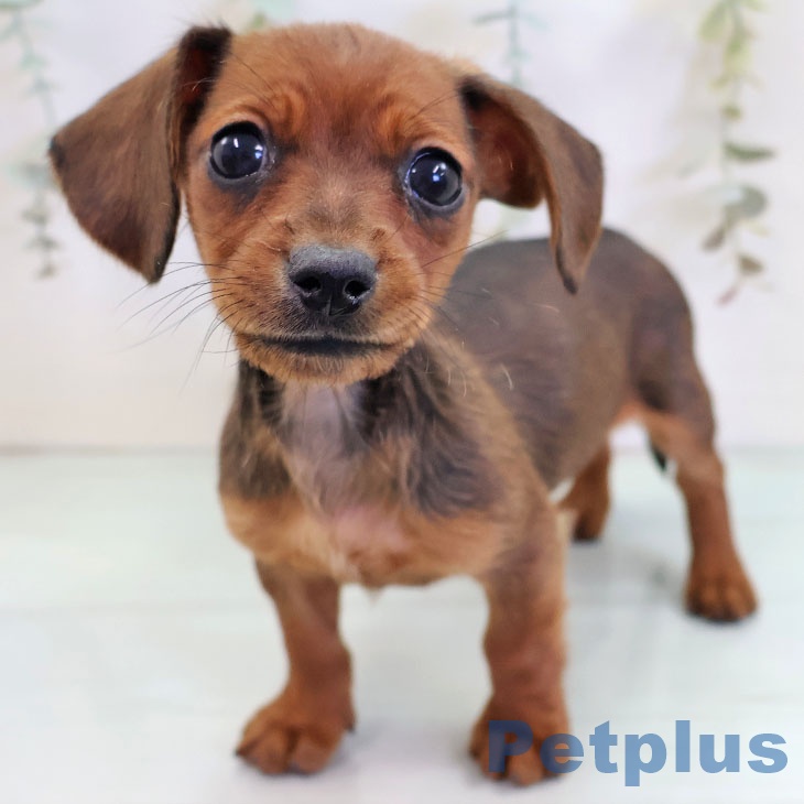 カニーンヘン・ダックスフンド