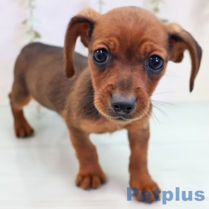 カニーンヘン・ダックスフンド