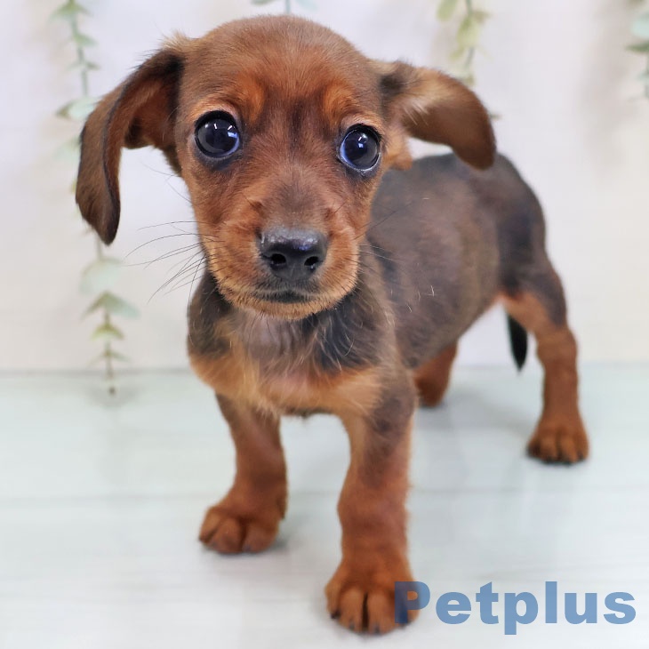 京都府のカニンヘンダックスフンド(ロング) (ペットプラス 京都桂川店/2025年10月6日生まれ/女の子/レッド)の子犬