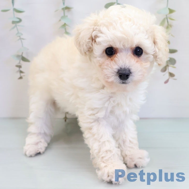 大阪府のトイプードル(トイ) (ペットプラス ららぽーと和泉店/2025年10月7日生まれ/男の子/ホワイト)の子犬の1枚目の画像