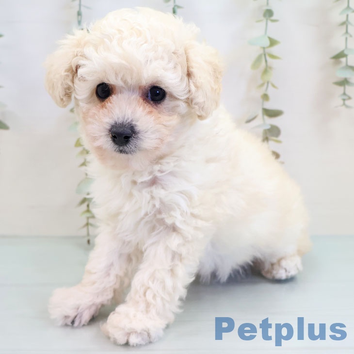 大阪府のトイプードル(トイ) (ペットプラス ららぽーと和泉店/2025年10月7日生まれ/男の子/ホワイト)の子犬の2枚目の画像