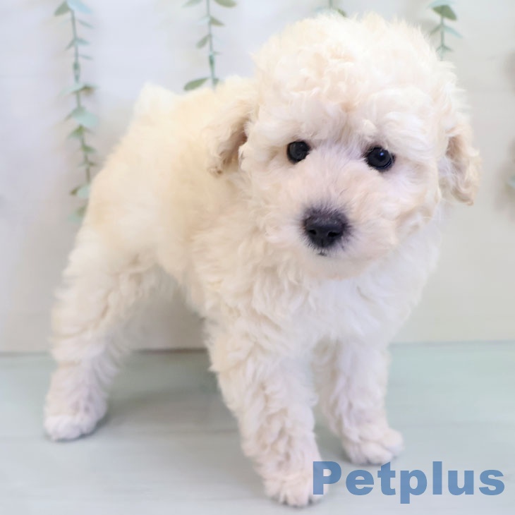 大阪府のトイプードル(トイ) (ペットプラス りんくう泉南店/2025年10月7日生まれ/男の子/ホワイト)の子犬の2枚目の画像