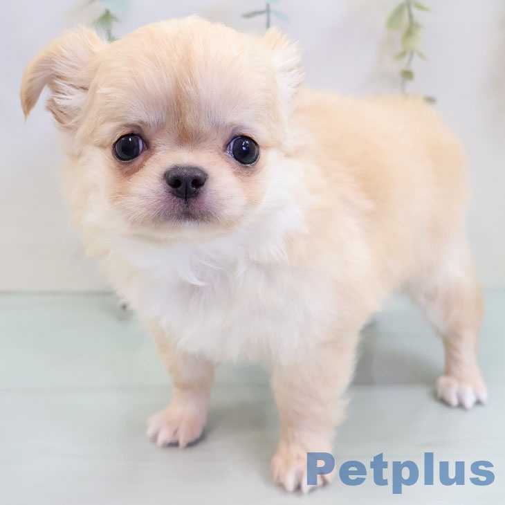 福岡県のチワワ(ロング) (ペットプラス 小倉南店/2025年10月6日生まれ/男の子/クリームホワイト)の子犬の1枚目の画像