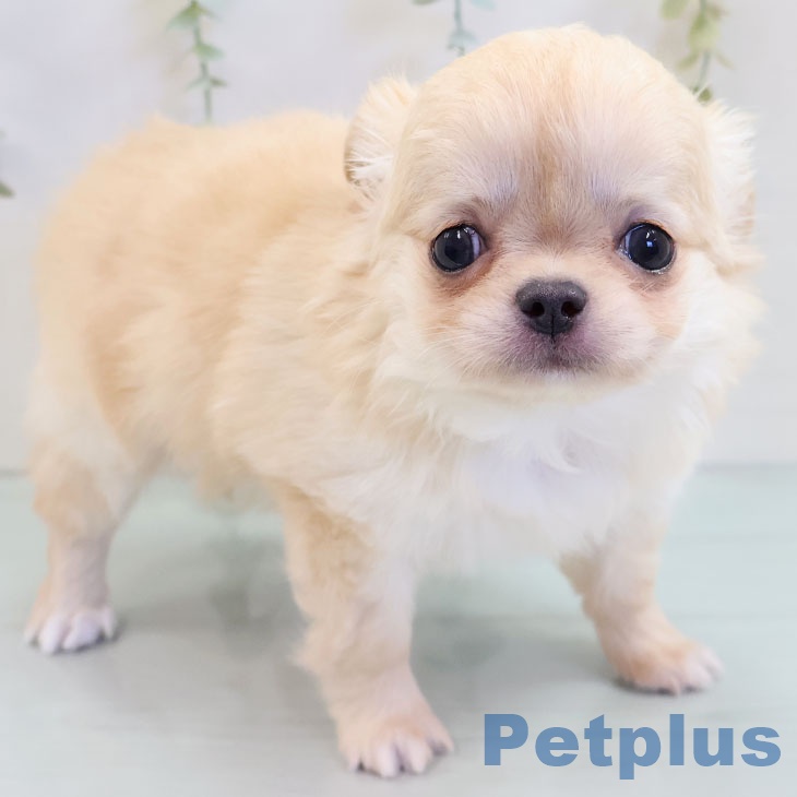 福岡県のチワワ(ロング) (ペットプラス 小倉南店/2025年10月6日生まれ/男の子/クリームホワイト)の子犬の2枚目の画像