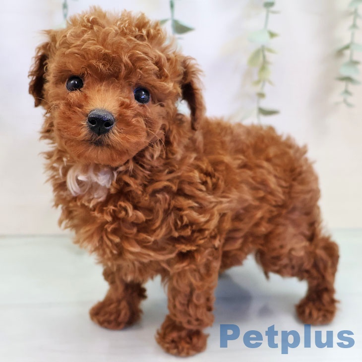 大阪府のトイプードル(トイ) (ペットプラス 松原店/2025年10月8日生まれ/女の子/レッド)の子犬の1枚目の画像