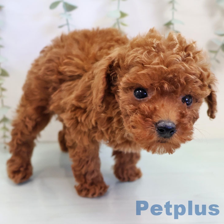 大阪府のトイプードル(トイ) (ペットプラス 松原店/2025年10月8日生まれ/女の子/レッド)の子犬の2枚目の画像