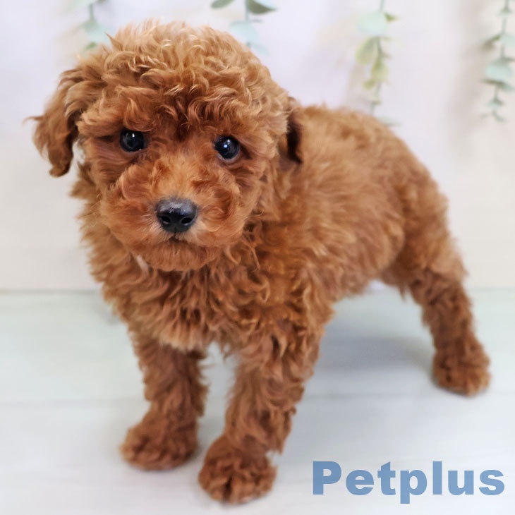 トイ・プードル