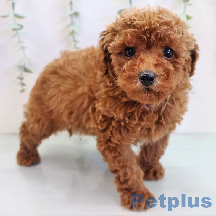 トイ・プードル