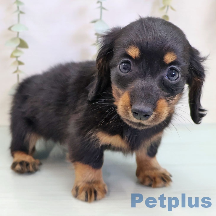 大阪府のミニチュアダックスフンド(ロング) (ペットプラス ららぽーと和泉店/2025年10月9日生まれ/男の子/ブラックタン)の子犬の1枚目の画像