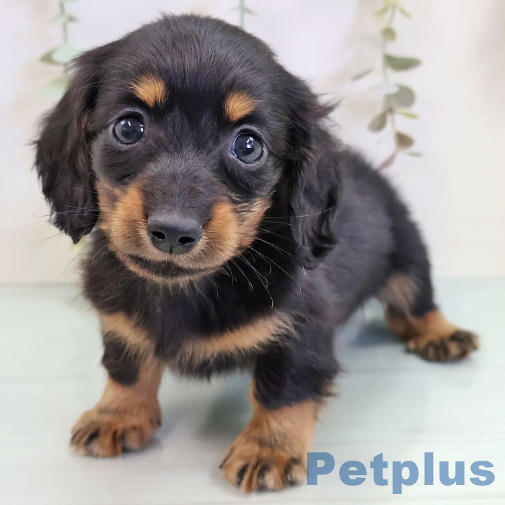 大阪府のミニチュアダックスフンド(ロング) (ペットプラス ららぽーと和泉店/2025年10月9日生まれ/男の子/ブラックタン)の子犬の2枚目の画像