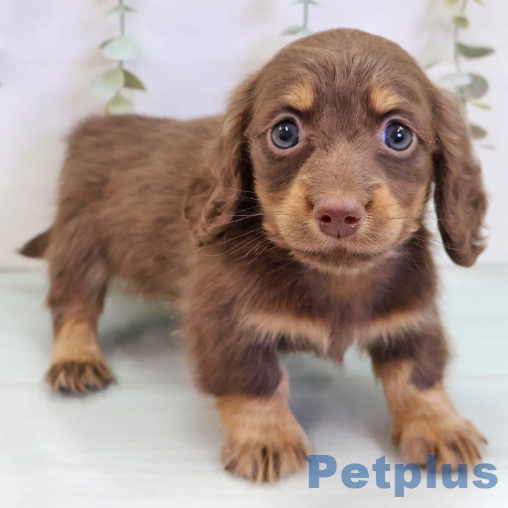 ミニチュア・ダックスフンド