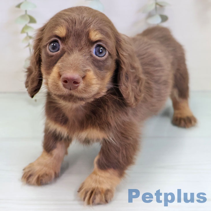 ミニチュア・ダックスフンド