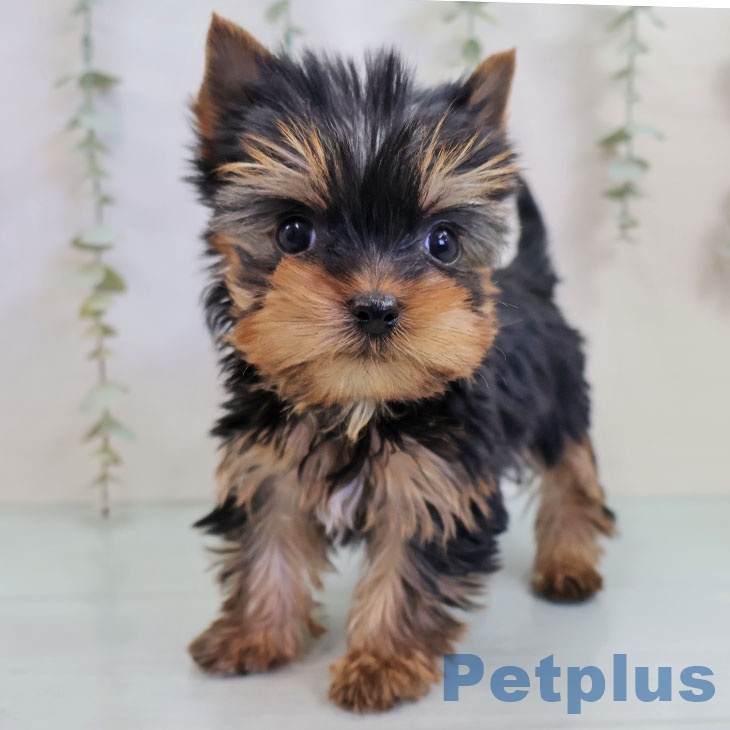 ヨークシャー・テリア