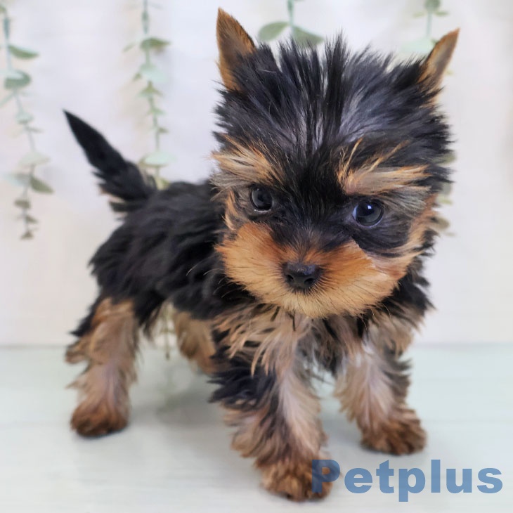 ヨークシャー・テリア