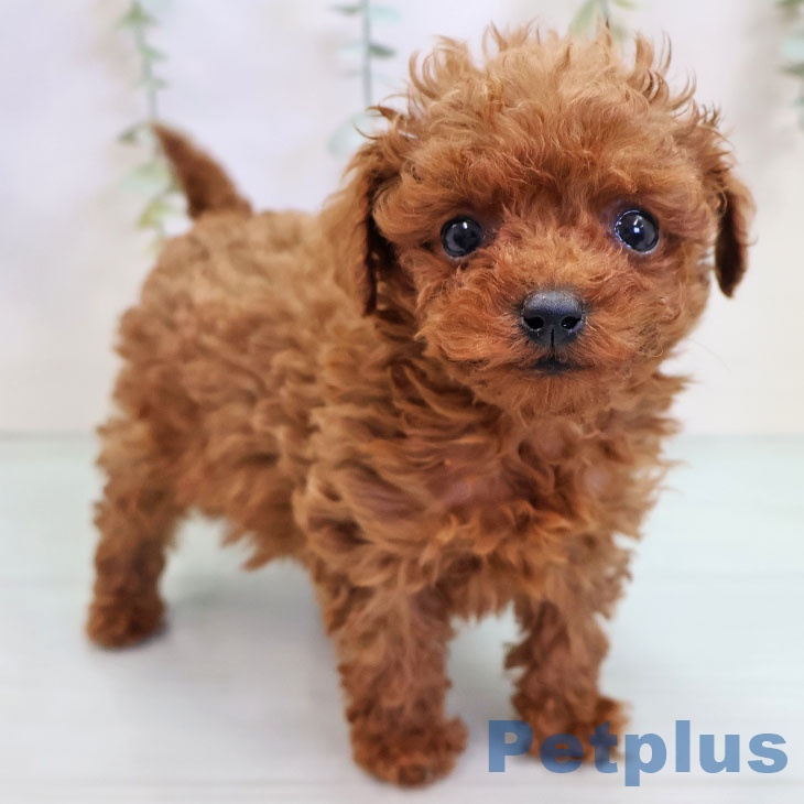 福岡県のトイプードル(トイ) (ペットプラス 八幡東店/2025年10月3日生まれ/男の子/レッド)の子犬