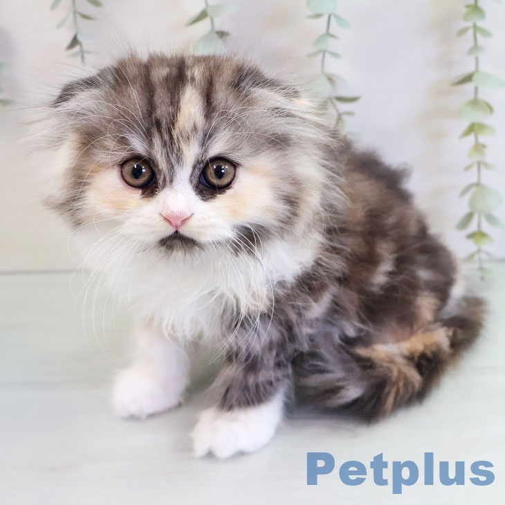 スコティッシュフォールド