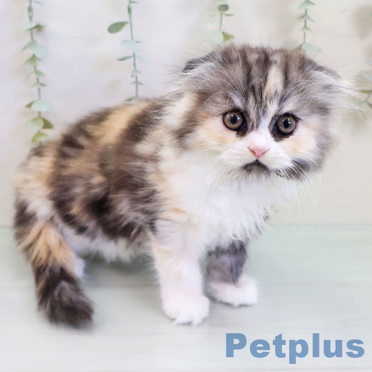 スコティッシュフォールド